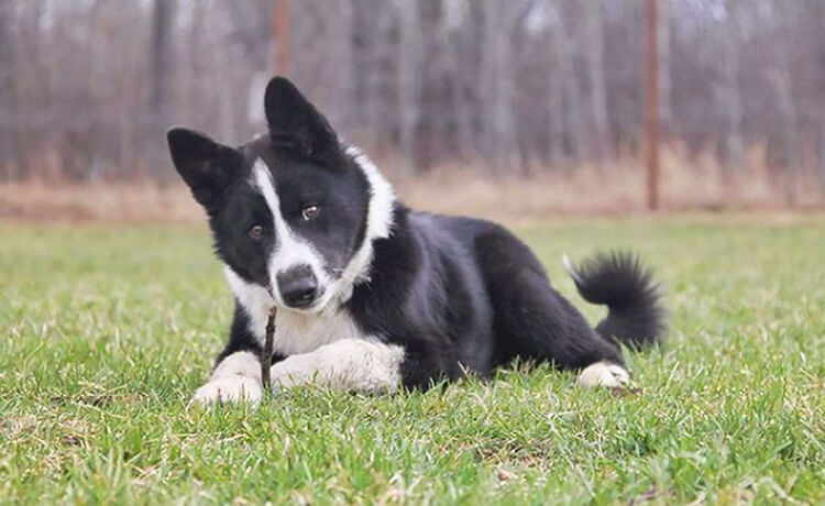 Karelian Bear Dog